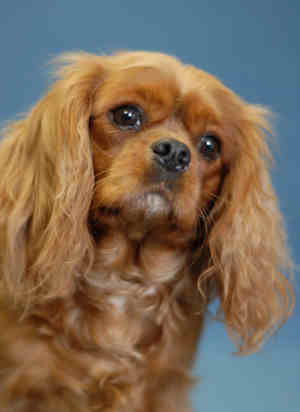 Rebekah Brooks' Hair